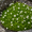 Image to render