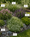 Image to render