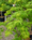 Image to render