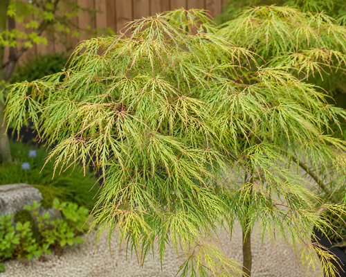 Acer palmatum 'Seiryu'