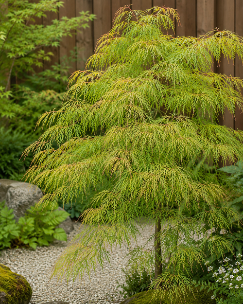 Acer palmatum 'Seiryu'