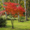 Image to render