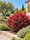 Image to render