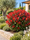 Image to render