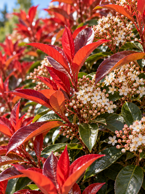 Photinia x fraseri 'Magical Volcano'
