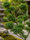 Image to render