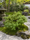 Image to render