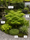 Image to render