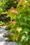Image to render