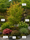 Image to render