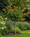 Image to render