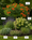 Image to render