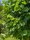 Image to render