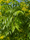 Image to render