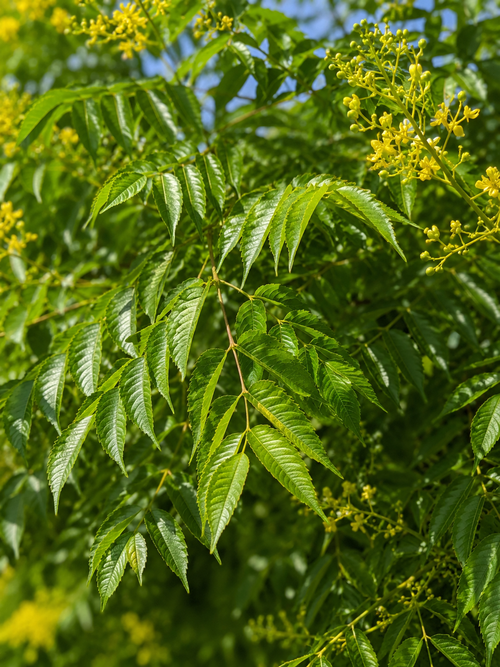 Savonnier de Chine (Koelreuteria paniculata)