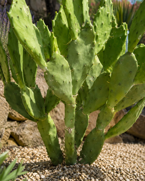 Figuier d'Inde (Opuntia Vulgaris)