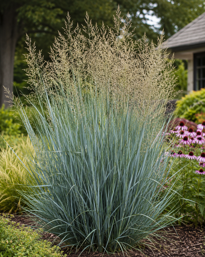Panicum Virgatum Prairie Sky