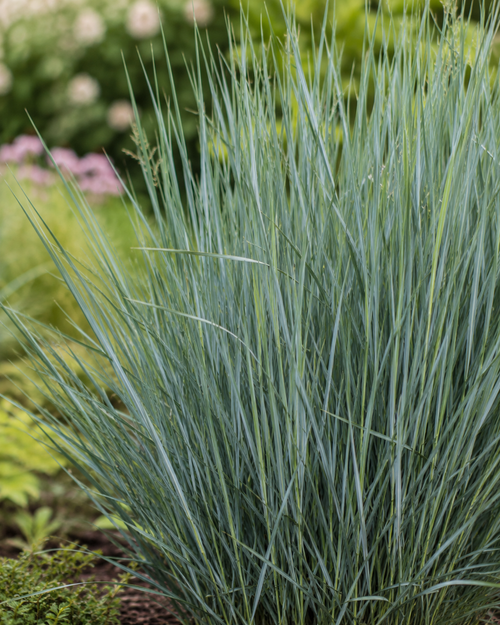 Panicum Virgatum Prairie Sky