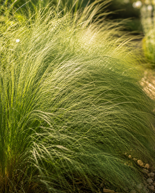 Muhlenbergia Capillaris