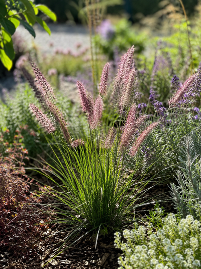 Herbe aux écouvillons roses (Pennisetum orientale Karley Rose)