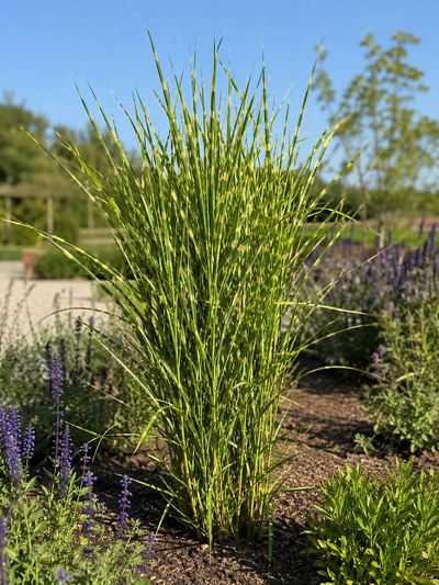 Roseau de Chine 'Strictus' (Miscanthus sinensis Strictus)