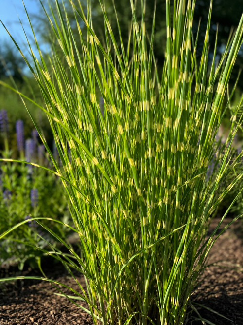 Roseau de Chine 'Strictus' (Miscanthus sinensis Strictus)