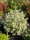 Image to render