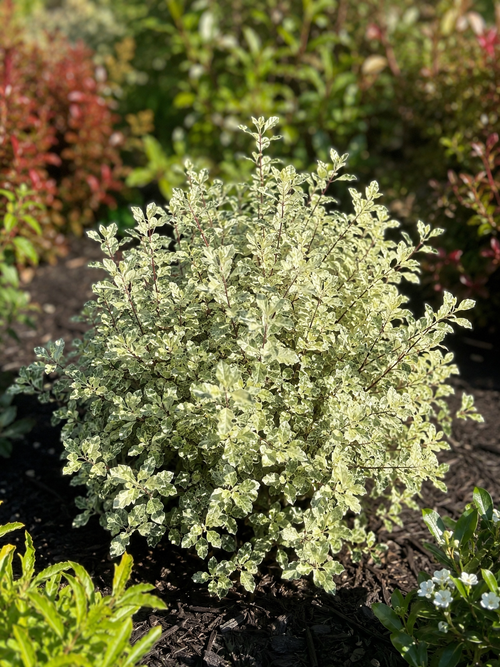 Pittosporum tenuifolium 'Irene Patterson'
