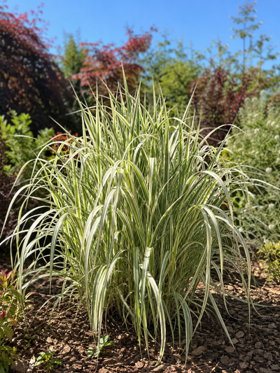 Roseau de Chine 'Cosmopolitan' (Miscanthus sinensis Cosmopolitan)