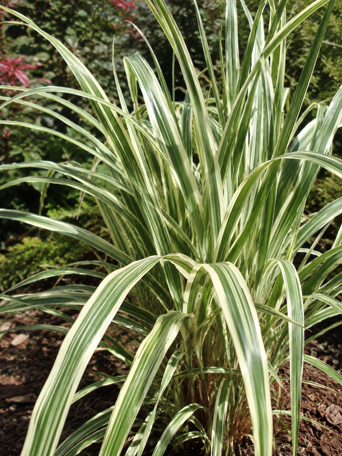 Roseau de Chine 'Cosmopolitan' (Miscanthus sinensis Cosmopolitan)