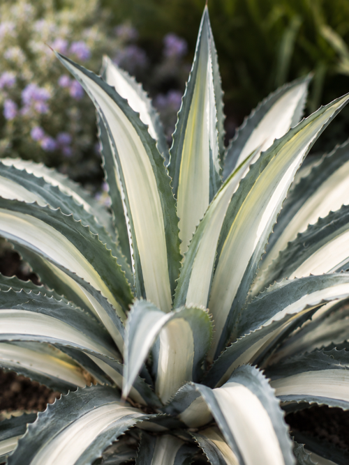 Agave panaché blanc