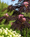 Image to render