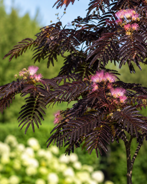 Arbre à Soie en tige (Albizia Julibrissin 'Summer Chocolate')