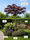 Image to render