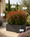 Image to render