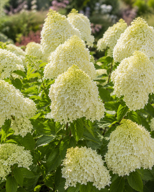 Hortensia en touffe (Hydrangea paniculata)
