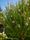 Image to render