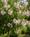 Image to render
