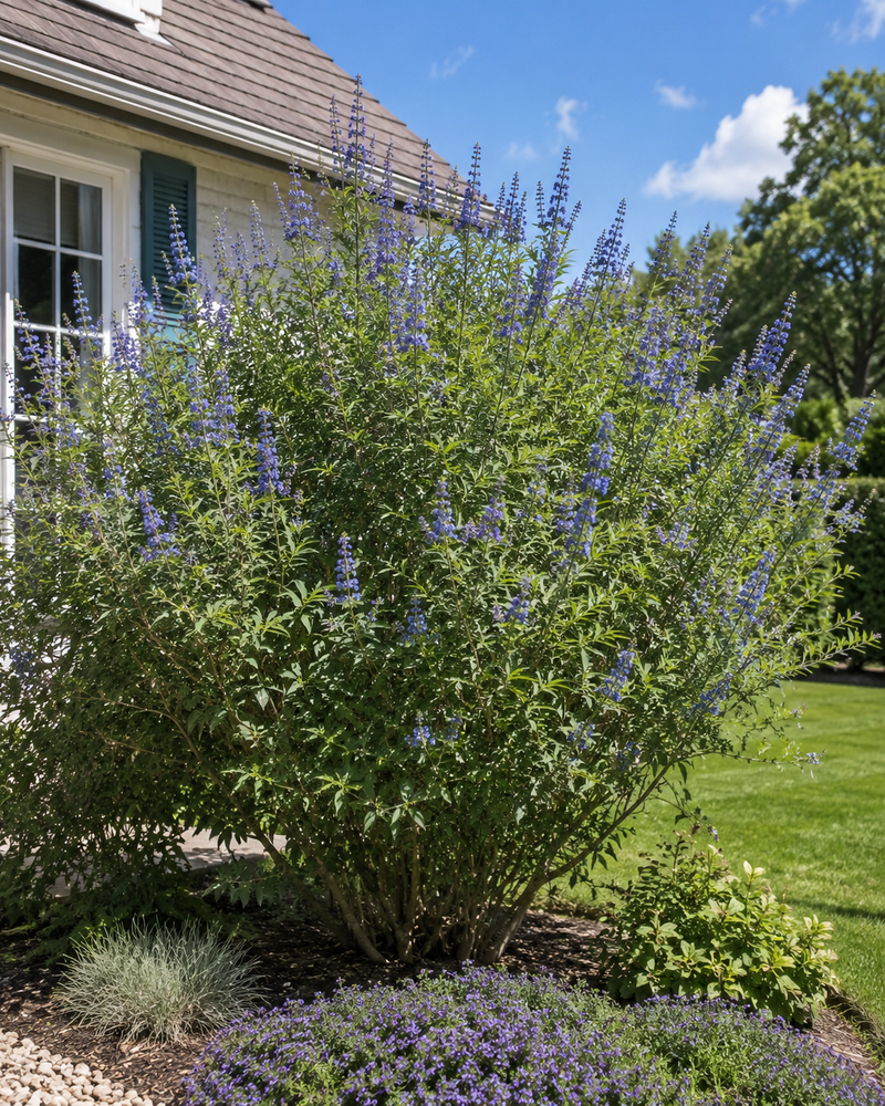 Vitex agnus-castus