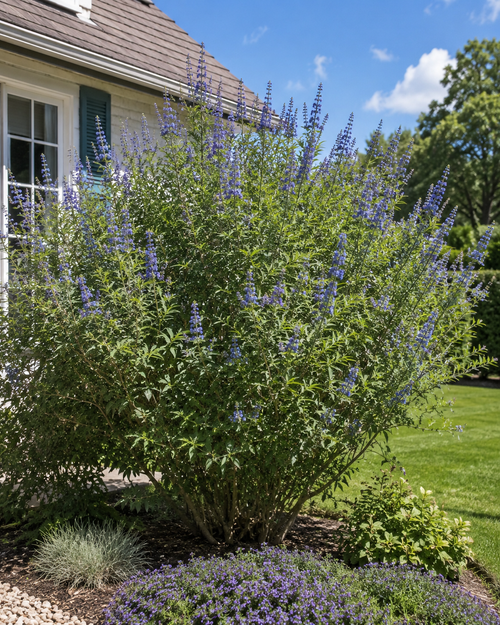 Vitex agnus-castus