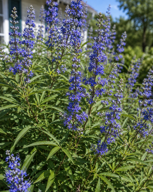 Vitex agnus-castus