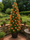 Image to render