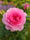Image to render