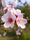 Image to render