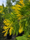 Image to render