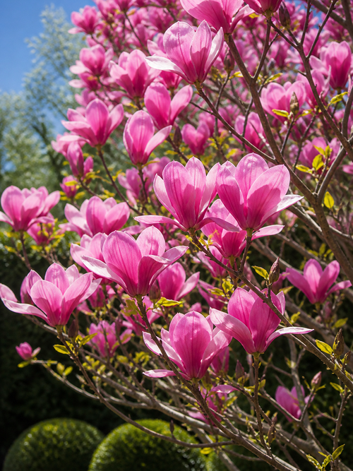 Magnolia Galaxy