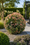 Image to render