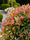 Image to render