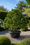 Image to render