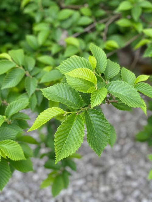 Orme de Hollande (Ulmus hollandica Jacqueline Hillier)